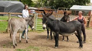 Nailsworth Donkey Sanctuary