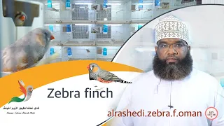English Zebra Finch, Oman