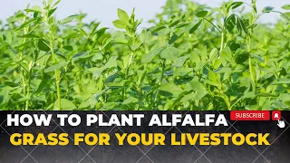 How To Grow Alfalfa Grass For Rabbits Cows sheep and Goats | Growing Lucerne Grass