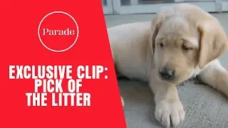 Pick Of The Litter Exclusive Clip