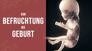 Schwangerschaft - So entsteht ein kleines Wunder (Animation)