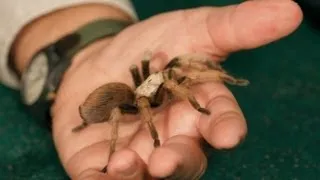 3 Best Tarantula Breeds for Beginners | Pet Tarantulas