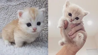 Cute baby animals Videos Compilation cute moment of the animals   Cutest Animals #6