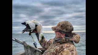 Sea Duck hunting Eider on the East Coast