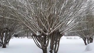 Стриженная ива  белая, зимой