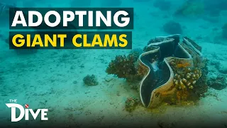 How to Adopt Giant Clams or Taklobos | THE DIVE