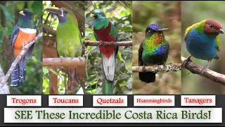 Learn 162 Costa Rica Birds in High Definition!  Filmed on two Spring 2022 tours.