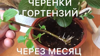 РЕЗУЛЬТАТ УКОРЕНЕНИЯ ГОРТЕНЗИЙ. Черенки через месяц. Корни на черенках.