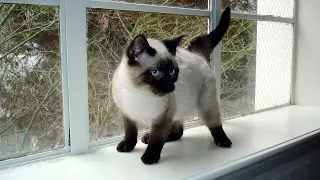 Siamese Cat