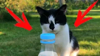 Кот Малыш и Bottle Cap Challenge!  My Funny cat