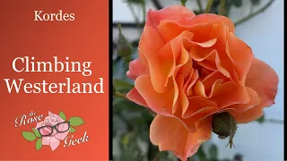 🌹 Westerland Climbing Rose | Kordes Rose/ KORlawe / KORwest