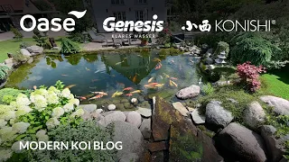 Modern Koi Blog #5529 - Pablos' geiler 60.000 Liter Koiteich