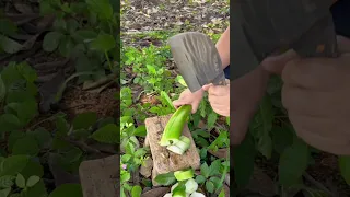 băm gốc ráy cho gà 🐔🐔🐔 #shorts #garden #shortvideo #gardening