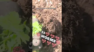 Lots Of Worms!