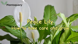 How to take care of Peace lily (Spathiphyllum wallisii): indoor air purifying plant