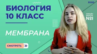 Урок 7. Мембрана. Биология 10 класс