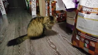 кот и доберман воруют корм (cat and doberman steal from the bag feed)
