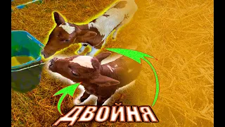 ШОК !!!Корова родила двойню!!!