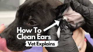 How to clean your dog's ears.  Vet explains.