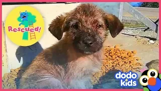 Woman Loves Dogs So Much She Feeds Hundreds Of Them | Dodo Kids: Rescued!