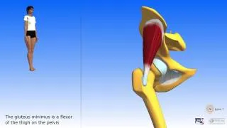 Gluteus minimus gluteus medius