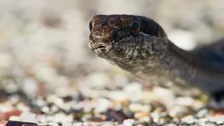 3   Iguana vs Snake composition