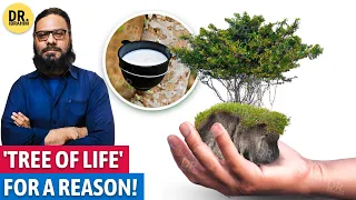 Bargad Ke Doodh Se Ilaj! | Bargad/Banyan Tree Milk Benefits | Dr. Ibrahim