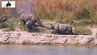 Rhino in the Chitwan National Park