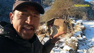 herder life in winter || lajimbudha ||