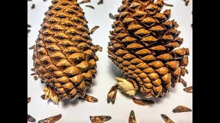 How to remove pine tree seeds from a pine cone