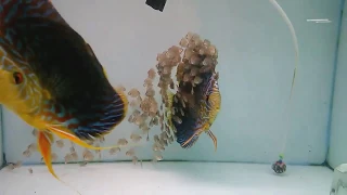 Galaxy Turquoise Discus Pair - by PK Discus