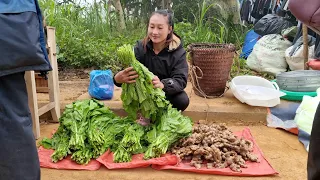 Harvesting Green Vegetables & Ginger Goes to the market sell | Ly Thi Tam