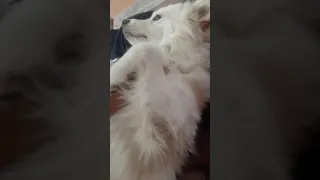 Pomeranian dog is behaving like he is die.