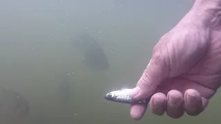 Feeding Monster Bass Underwater