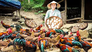 Harvesting CHICKEN EGGS &  QUAIL EGGS...Goes To The Market Sell - Making garden / Cooking