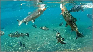 Underwater Brood Trout -- GIANT Trout Feeding in Crystal Clear Water