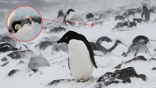 What do penguins do with their DEAD? Can penguins mourn?