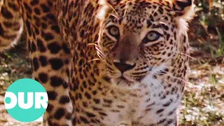 This Is Harriet, A Leopard Who Lives In A Tiger Sanctuary In Nepal | Our World