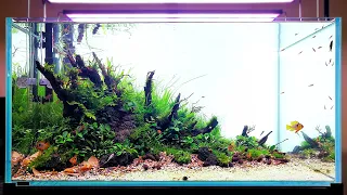 RIVER STREAM - NEW 90cm HOME TANK | Step by step and two weeks later