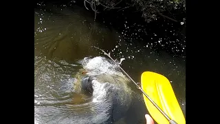 Big Murray Cod- charges Kayak