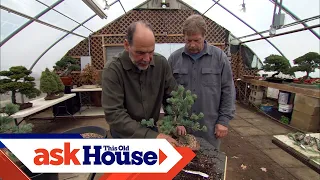 How to Create Bonsai from Regular Trees | Ask This Old House