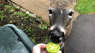 Deer Loves Green Tomatoes! 🍅