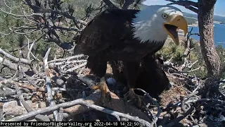 Shadow with fish.Jackie is FAST and FURIOUS😂 Big Bear Bald Eagles April 18 2022