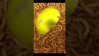 Apple vs mealworms #greentimelapse #gtl #timelapse