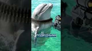 Боевые дельфины Севастополя