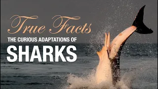 True Facts: The Curious Adaptations of Sharks