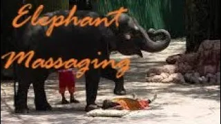 ELEPHANTS DOING MASSAGE || Safari World Bangkok || Thailand