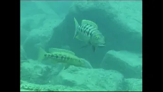 In search of the biggest cichlid in the world "Boulengerochromis microlepis"