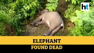 Watch: Baby elephant dies after being hit by train in Dehradun