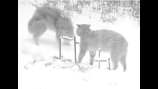 Trail Cam Video: Coyote Eats While Bobcat Stands By